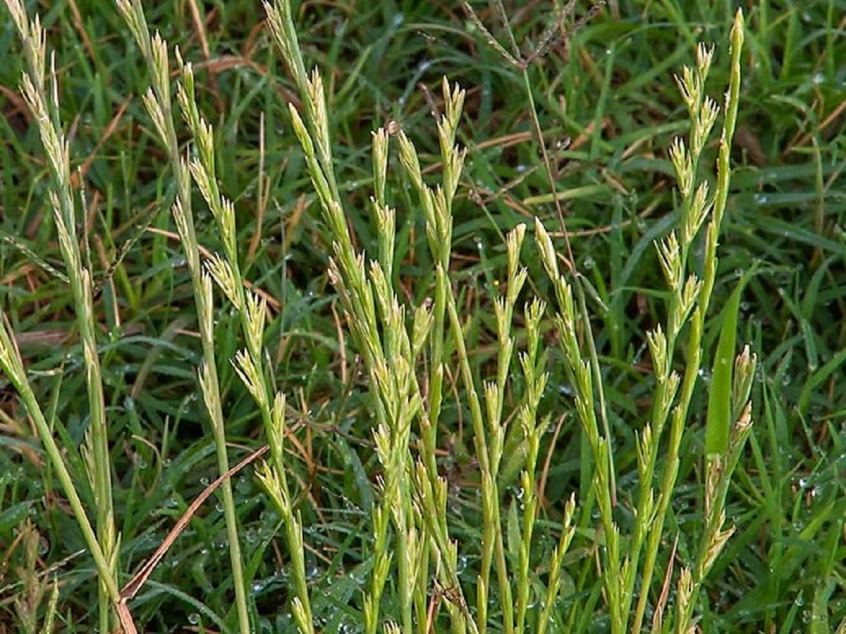 Lolium rigidum subsp. rigidum (Poaceae)